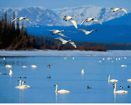 环境空气会影响到迁徙的鸟类吗