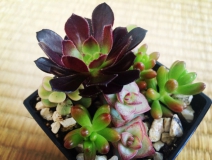 除甲醛公司室内除味植物分享