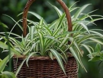 绿色植物大作战，颜值最高的净化空气方法