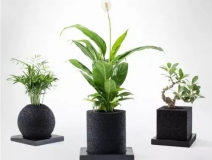 怎么除甲醛靠得牢？竹炭、植物成最大“骗局”