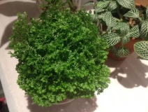 这几种植物摆家中，空气清新一整年！