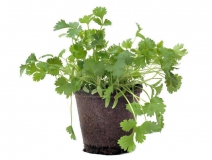 8种绿色植物除甲醛有效果吗