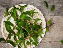 植物可以去甲醛吗？甲醛治理原理是什么