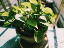 植物能治理甲醛吗？科学使用植物很重要